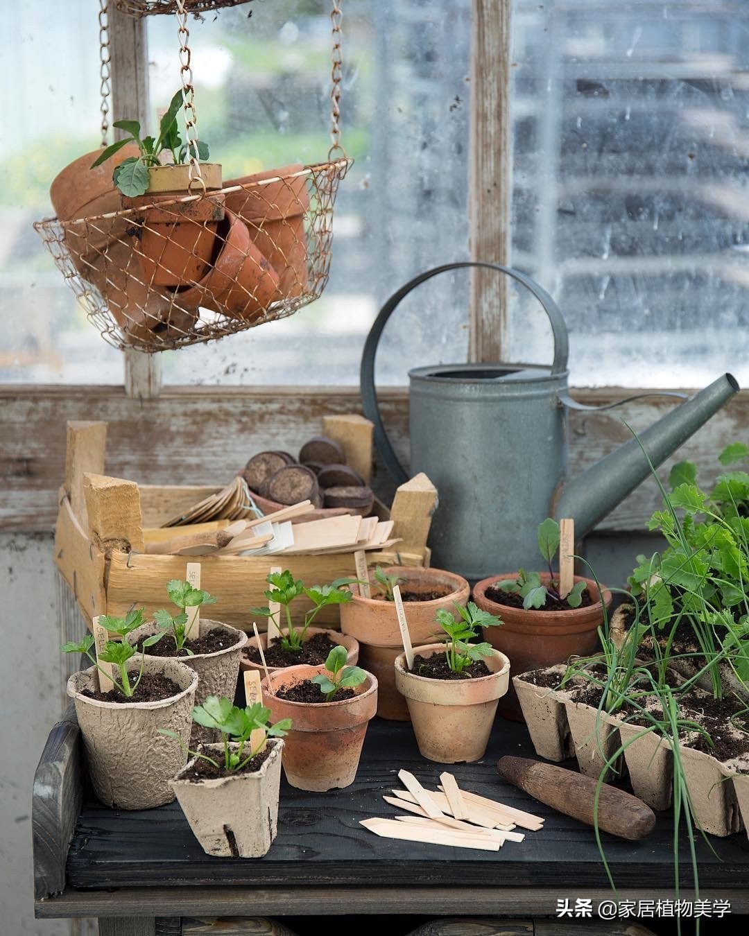 假期中，家里的「留守植物们」该怎么办呢？