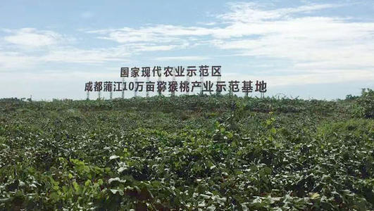 购买猕猴桃，要问清楚是红心、黄心还是绿心，差别挺大，别买错了