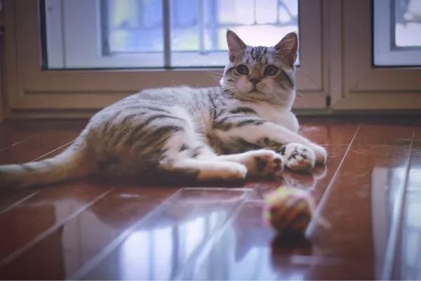 养猫得真菌头癣辟谣,养猫辟谣