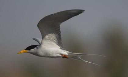 东江揽胜,惠州淡水常见鸟类图谱