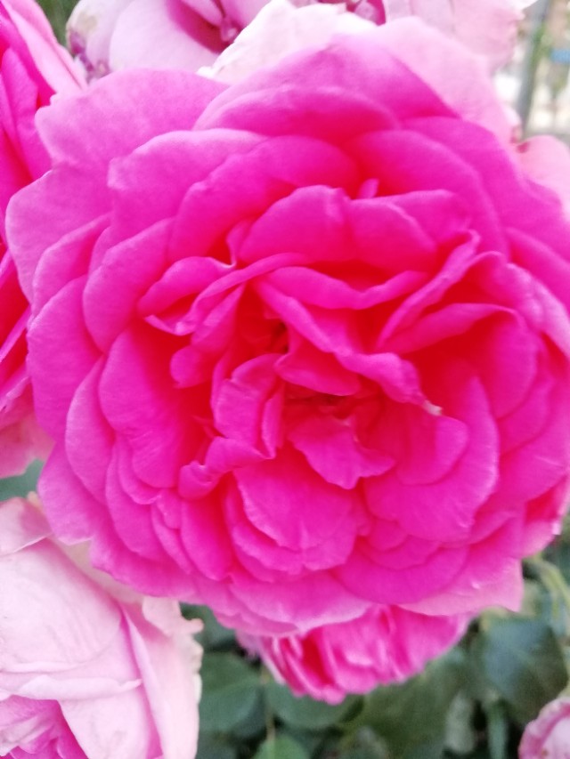 蓝颜知己是什么样的境界,蓝颜知己深度解析