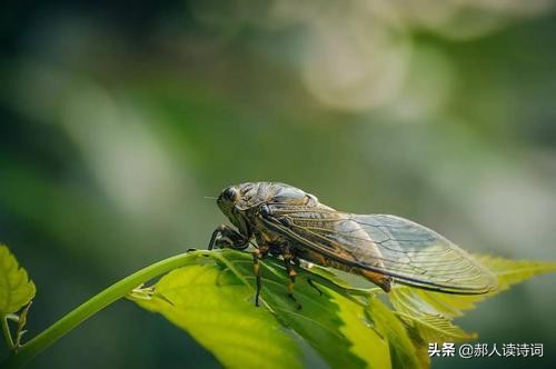 虞世南写的蝉借物喻人的诗,虞世南写的蝉借物喻人手法