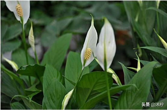 家中养一盆白鹤芋必要的养护要点是必须要掌握的