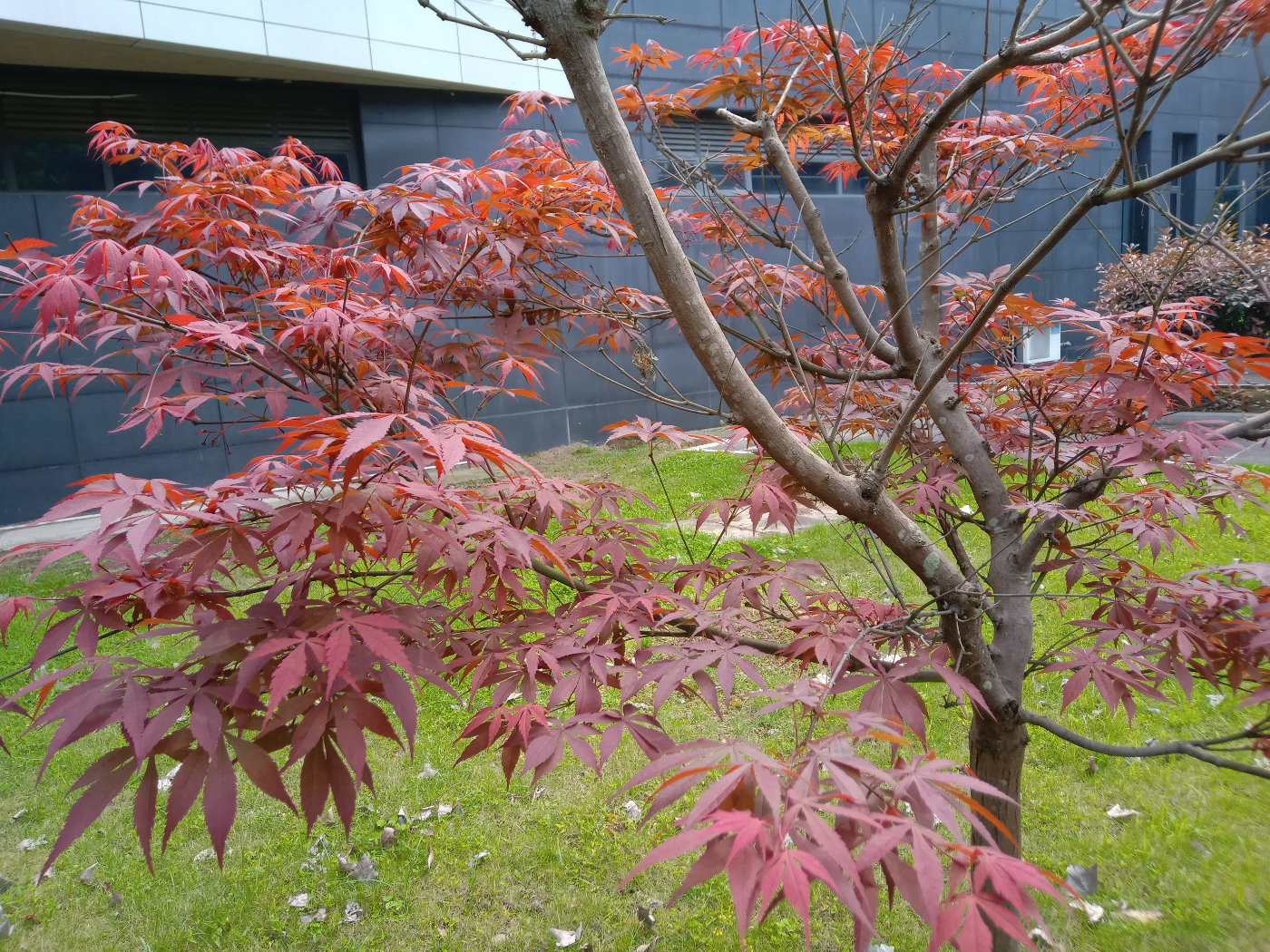 福州大学就像一座大公园，风景美到爆！最美的世界一流学科院校