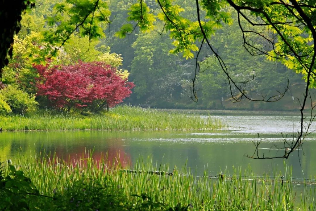 西湖有多美图片,现在的西湖风景怎么样