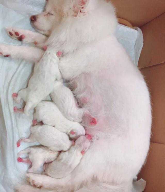 狗狗待产需要准备什么,狗狗怀孕期间关注什么事项和饮食