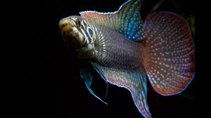 圆尾斗鱼能和泰国斗鱼杂交吗,圆尾斗鱼观赏鱼