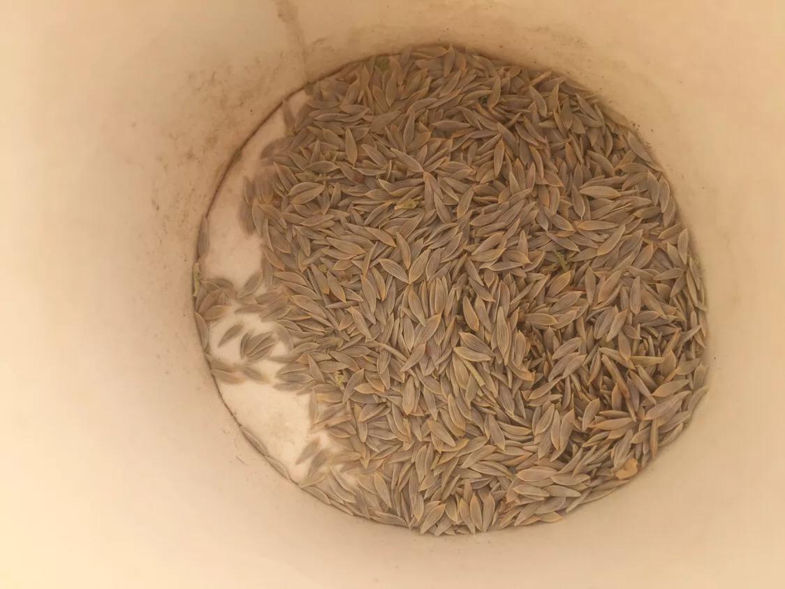 种菜前怎么种不长草,种菜怎么不长草