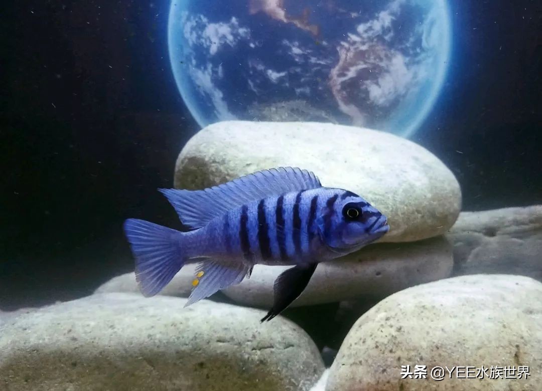 新买个大鱼缸不知道养什么,新手入手鱼缸推荐