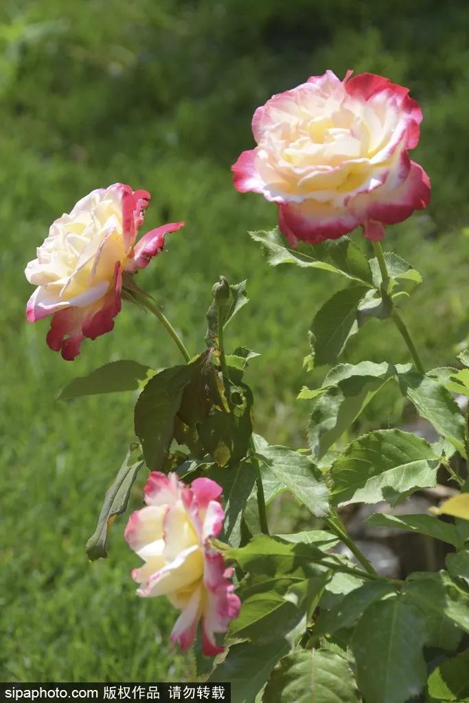 全球最美十大花海美到令人心醉,全球最漂亮花海