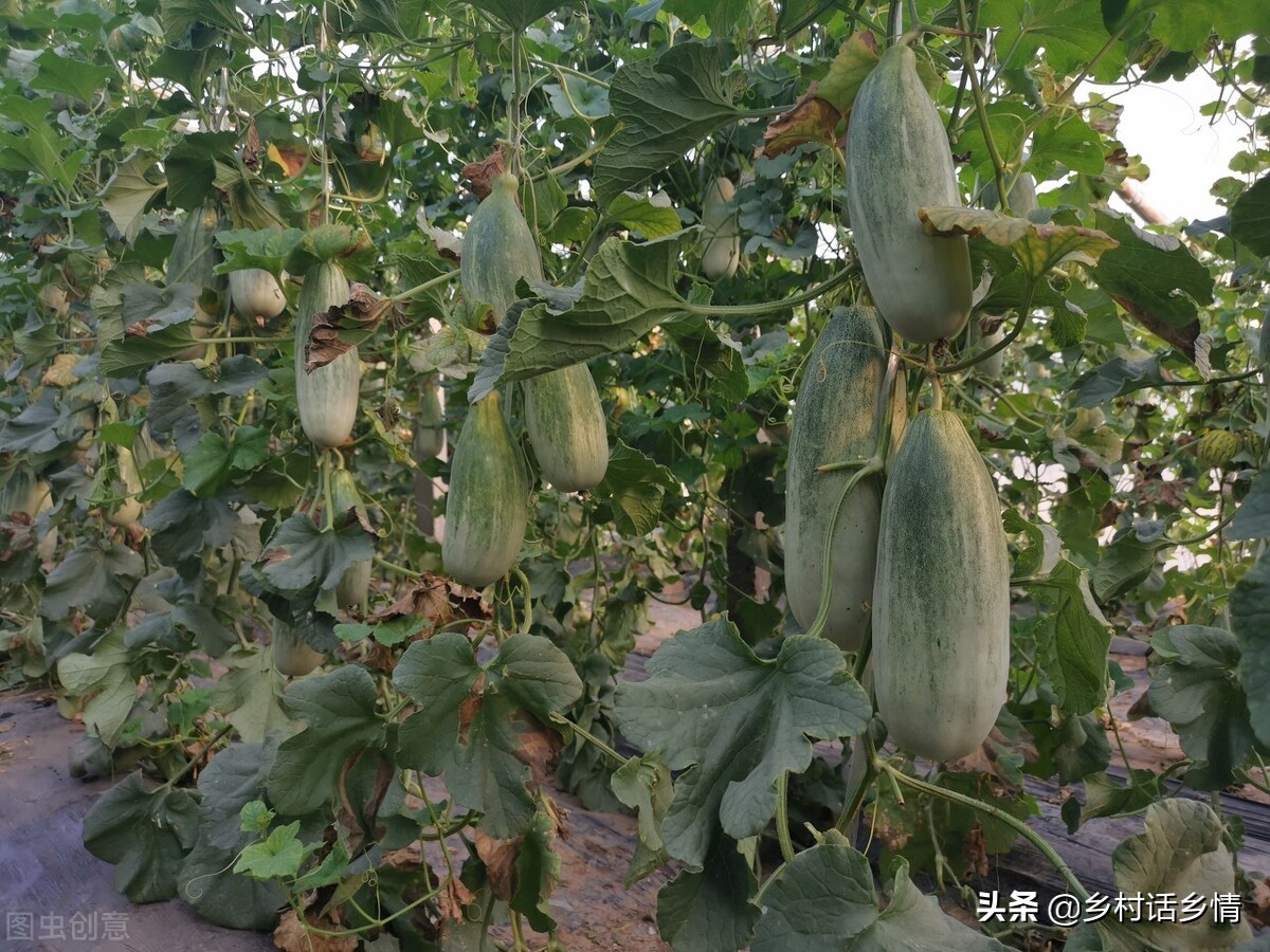 微生物菌肥可直接种蔬菜,微生物菌剂种蔬菜