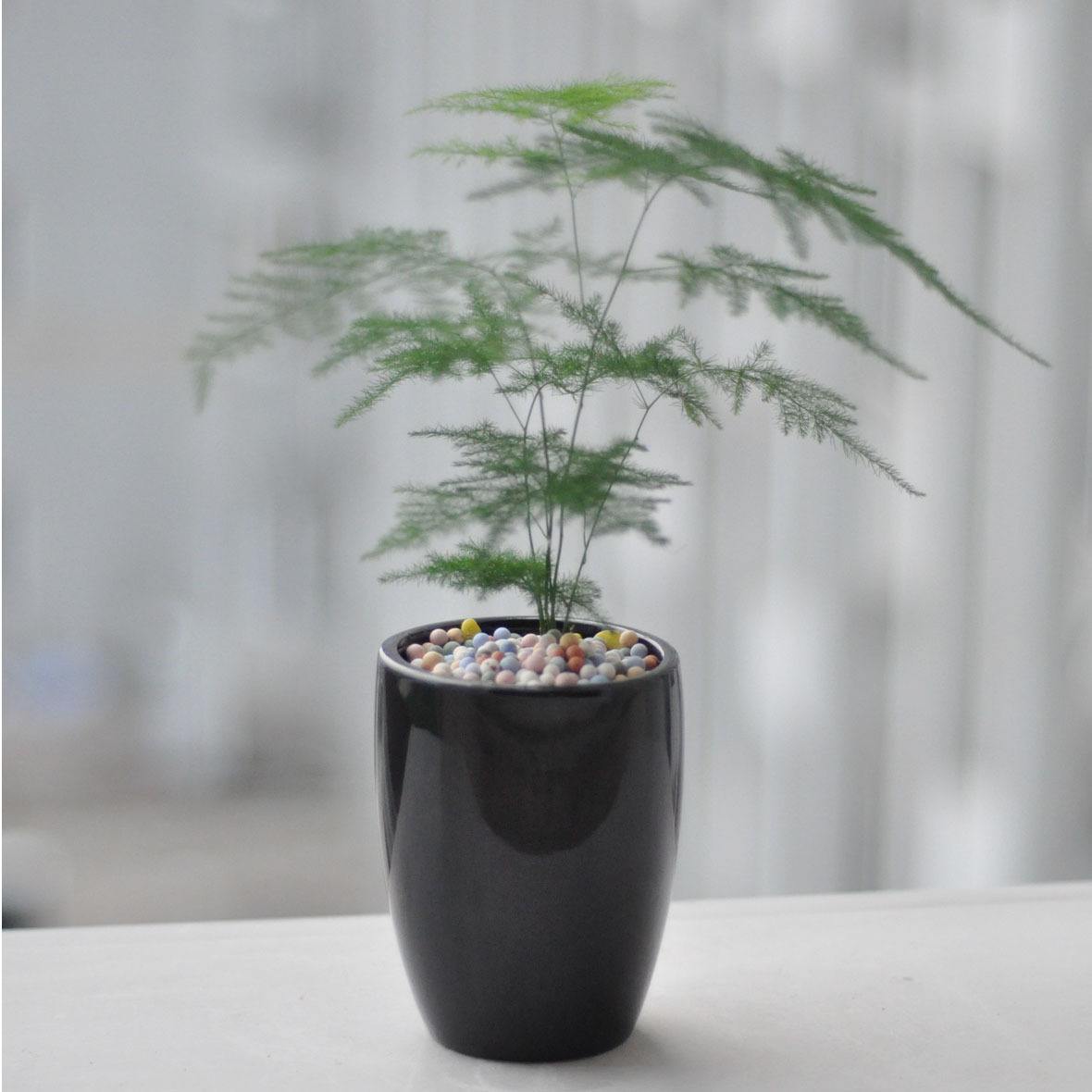 文竹叶片变黄怎么办，关注这几点就能挽救文竹