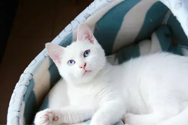 体外驱虫会导致猫咪死亡吗,体外驱虫是杀死蜱虫吗