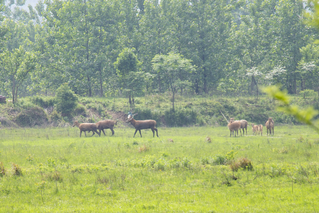 长沙洋沙湖湿地公园,湘阴洋沙湖五一活动