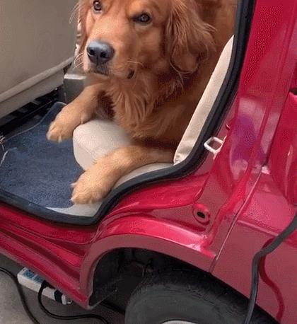 狗狗突然生病并且抽搐是怎么了,狗狗突然全身抽搐僵硬是什么原因