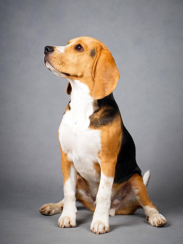 养狗需要关注的事你知道吗,养狗必须知道哪些知识