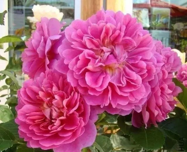 每天学习一点点花卉,100种常见玫瑰品种