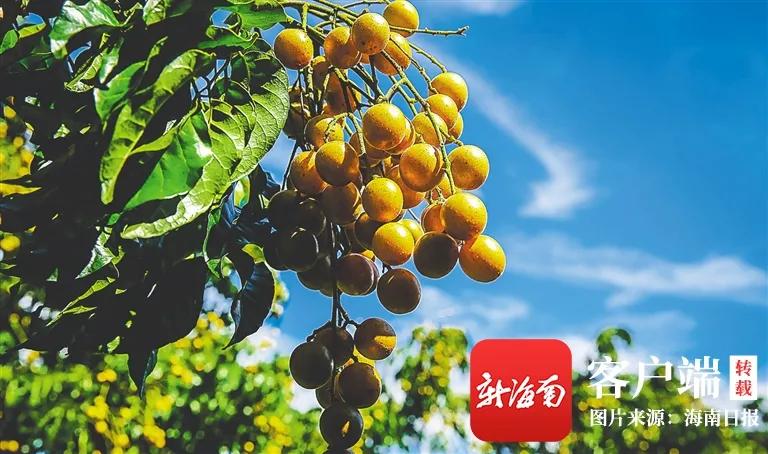 今日小满，遇见初夏！这个季节海南有哪些水果可以吃到爽？