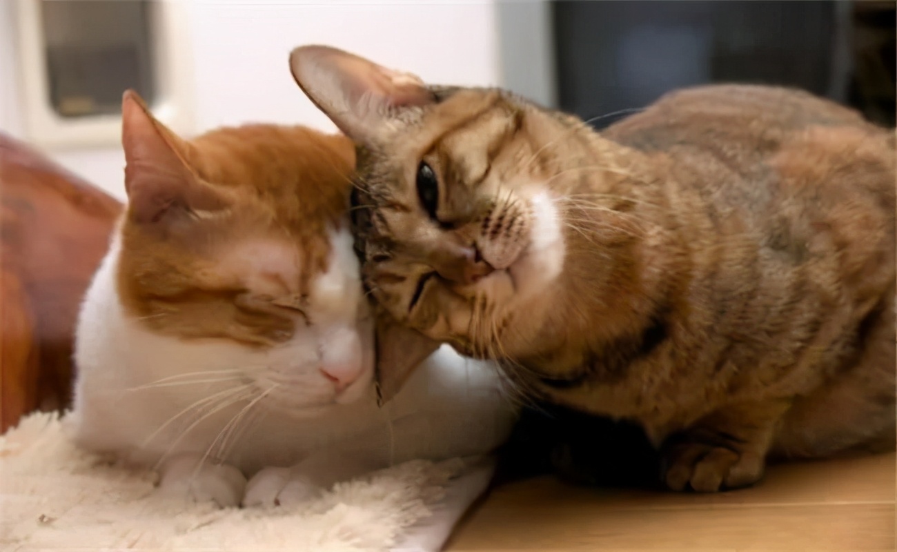 卡通猫咪微笑图片,微笑的猫咪表情包
