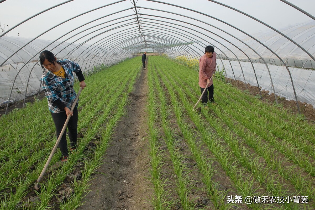 韭菜种植一两年要换土,韭菜种植盆栽多久采收