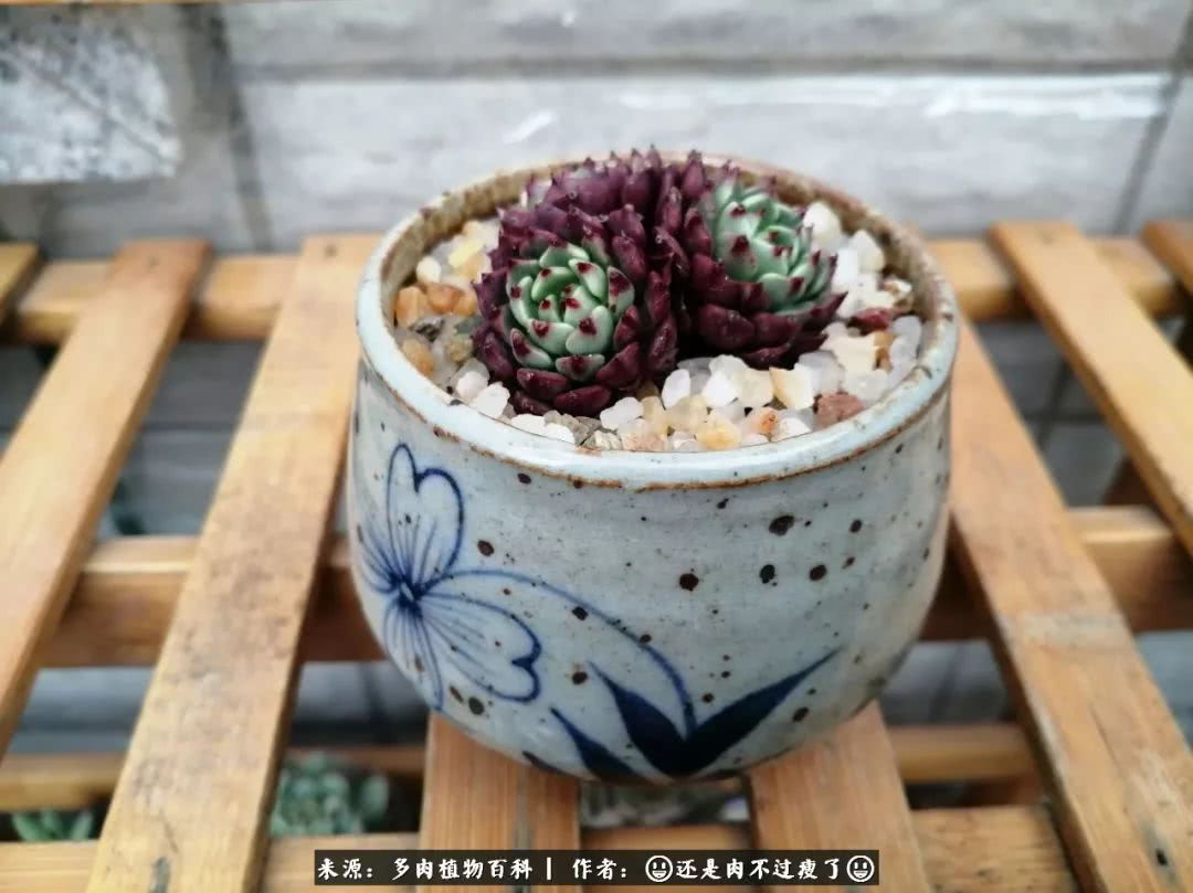 日照弘一法师,日照法师请师父