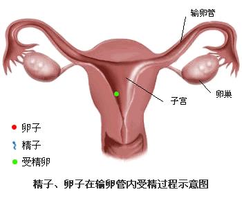 怎么确认输卵管是否通畅,怎么自己检查输卵管是不是通畅