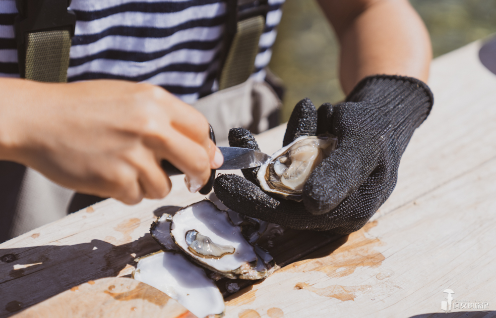 在南澳大利亚的艾尔半岛，Get黄教主同款生蚝农场之旅