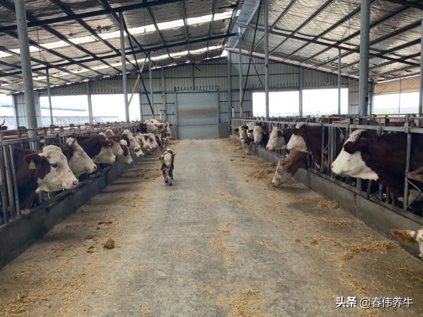 母牛产前产后怎么饲喂,母牛产后食欲不好是什么症状