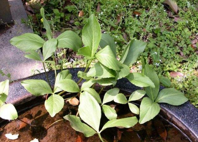 农村里面哪种野草治失眠效果最好,农村路边有助睡眠的草