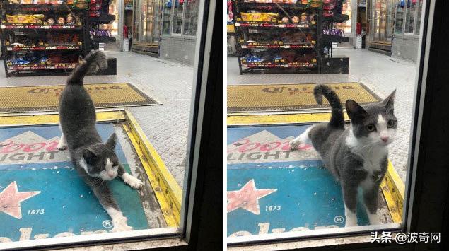 很火的宠物猫名字有哪些,比较出名的宠物猫店铺名字