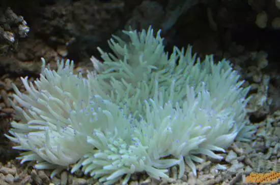 史上最全面的海鲜大咖,史上最全海鲜视频