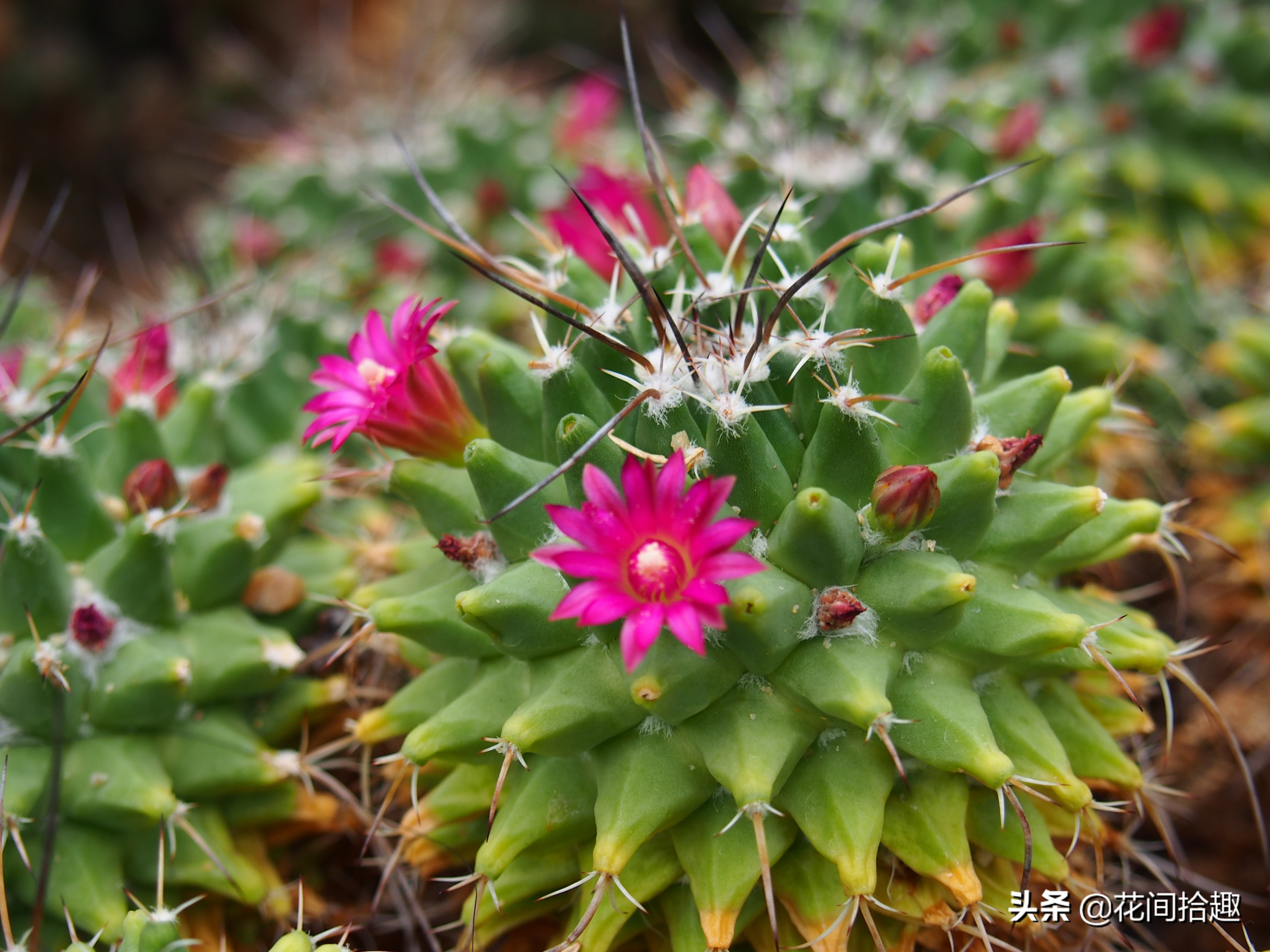 万重山多肉植物仙人掌易养,万重山多肉植物仙人掌