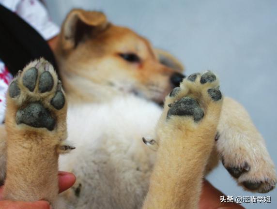 狗狗的脚太脏怎么办,狗狗脚掌的常见现象