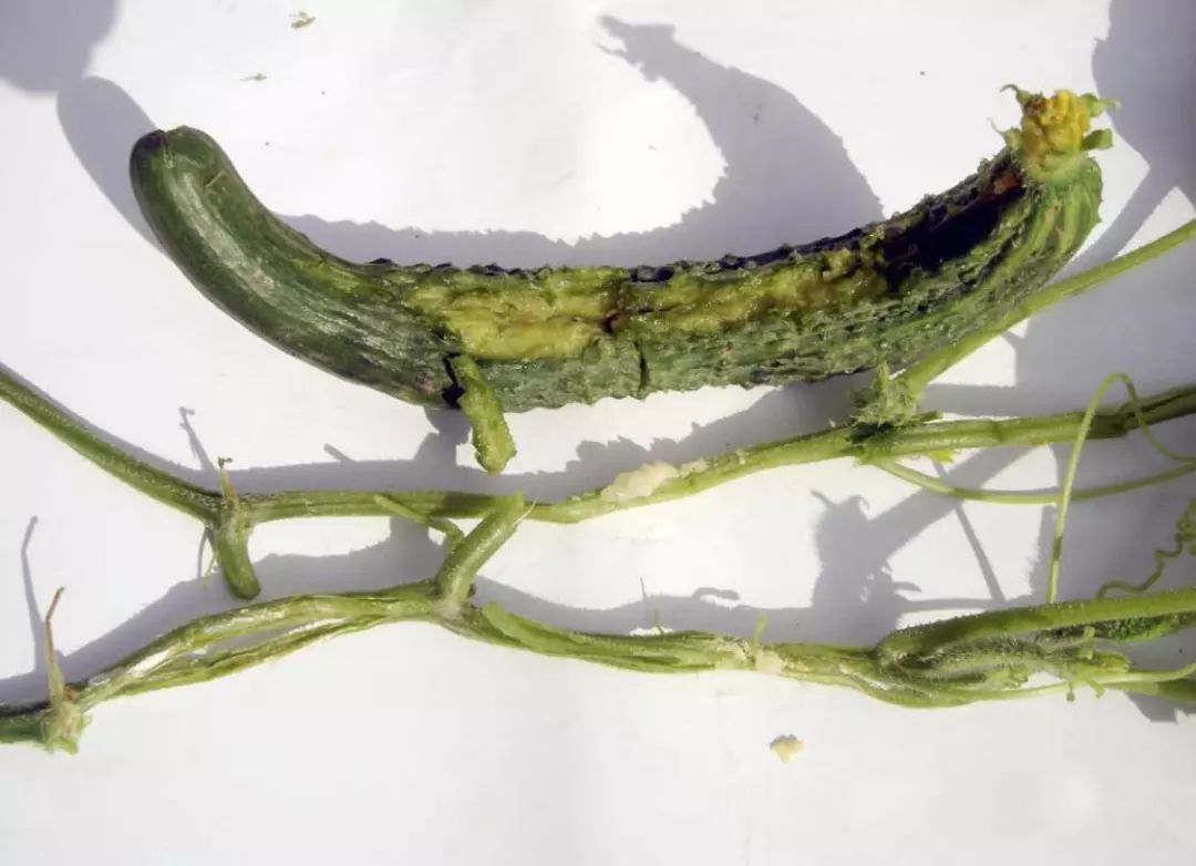 黄瓜蓟马病害图谱大全,黄瓜幼苗病害图谱