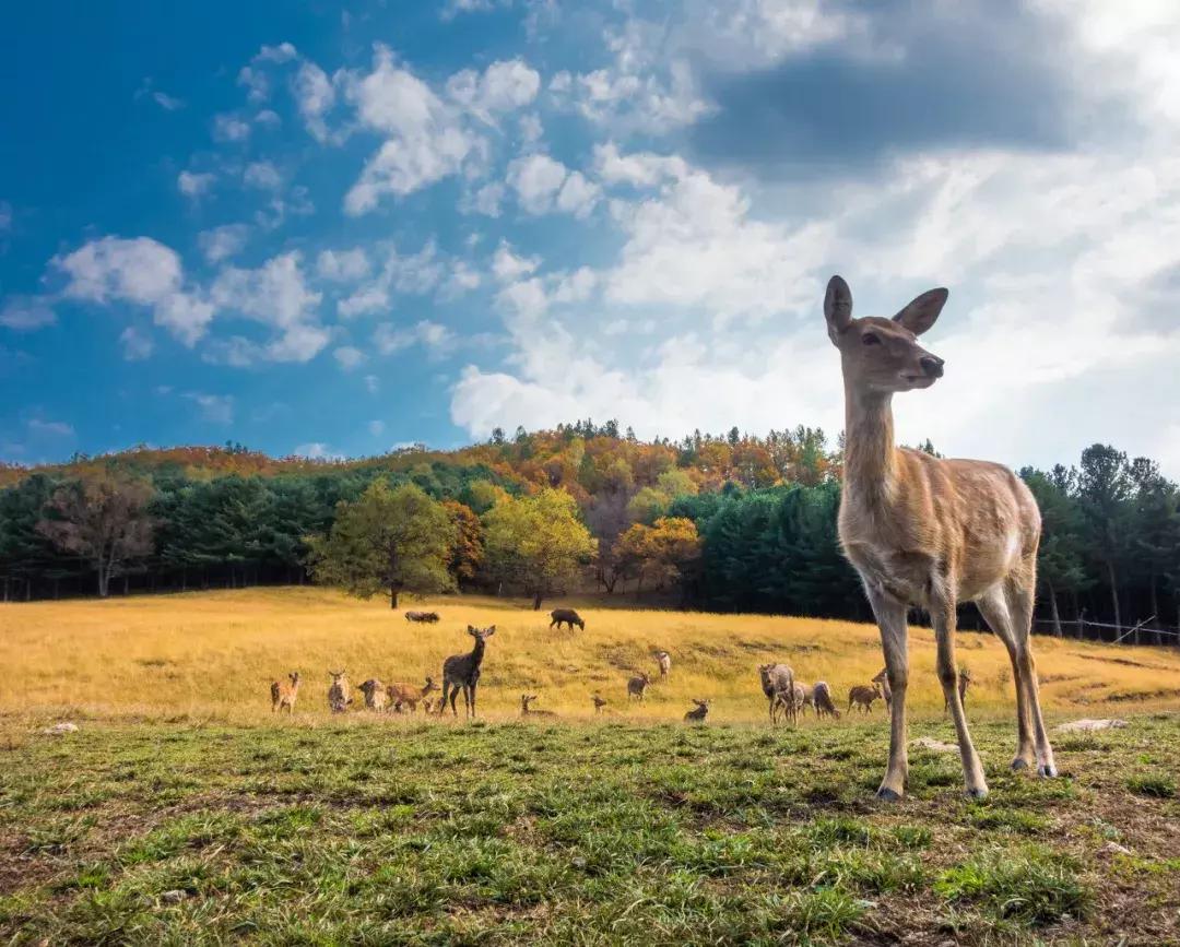 黑龙江旅游小众胜地,黑龙江值得旅游的10个地方