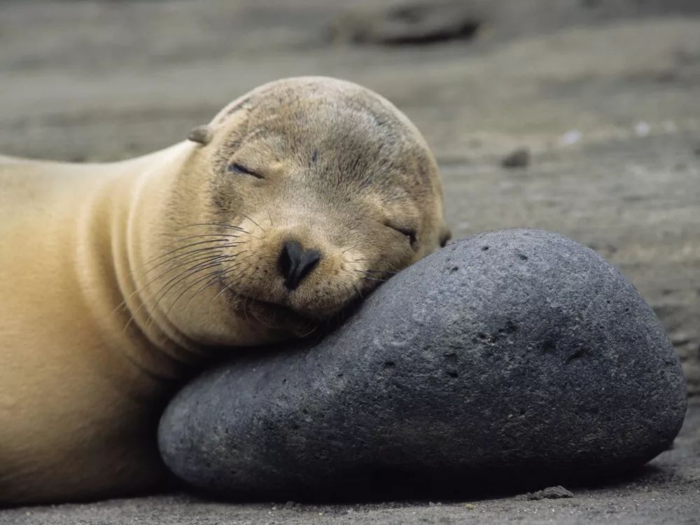 为什么鲸鱼在海底睡觉不会憋死,鲸鱼呼吸时怎么浮出水面