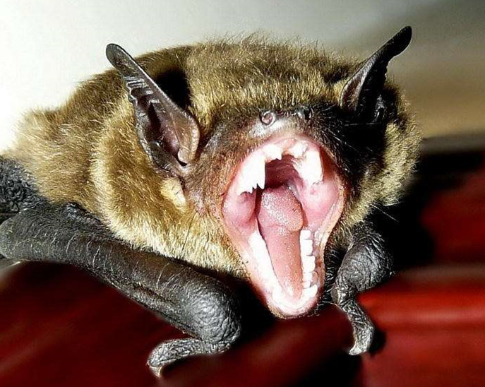 老挝吃蝙蝠,老挝菊头蝙蝠