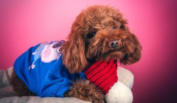 如果你想养动物怎么养,如果你想养宠物怎么办