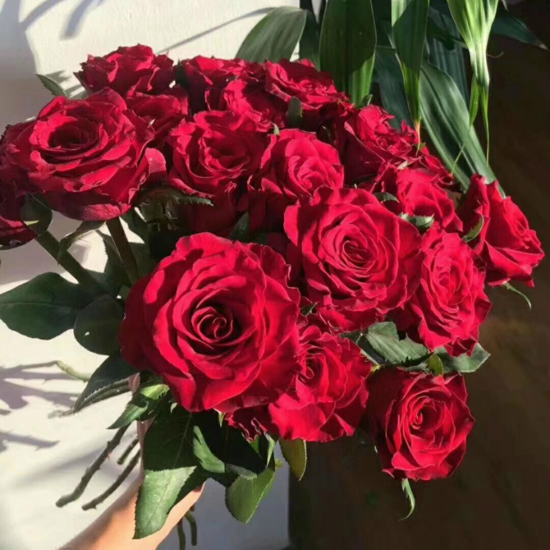 玫瑰可不止有红色的,玫瑰花有几种颜色几种名字