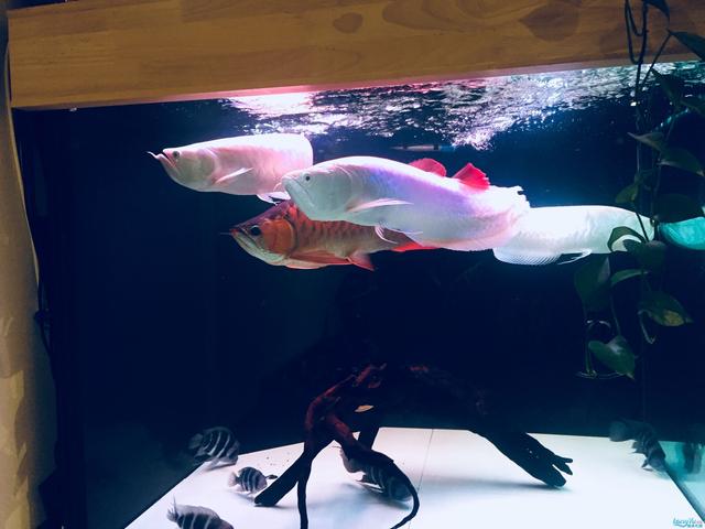 龙鱼为什么不能盐水养龙,养龙龟的常识