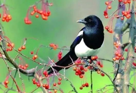 人不吃野生动物,老鹰不吃喜鹊是怎么回事