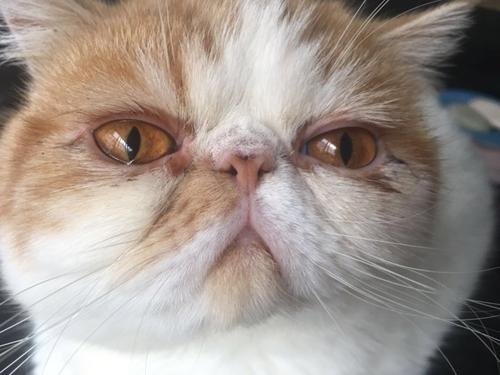 猫咪眼睛黄褐色分泌物睁不开,猫咪眼睛流泪有脓性分泌物