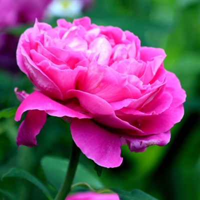 鎶掓儏鏁ｆ枃璇楁瓕,鎶掓儏鏁ｆ枃瑕佺礌