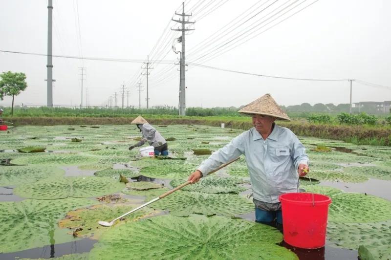 渔民上岸新生活,苏州渔民上岸新生活