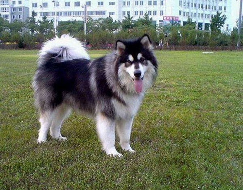 阿拉斯加挑食解决方法,阿拉斯加挑食解决办法