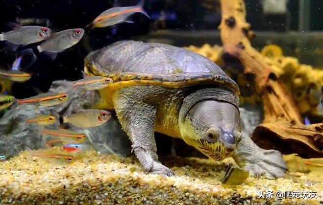 凶猛的蛋龟之王，饲养窄桥蛋龟的几点建议
