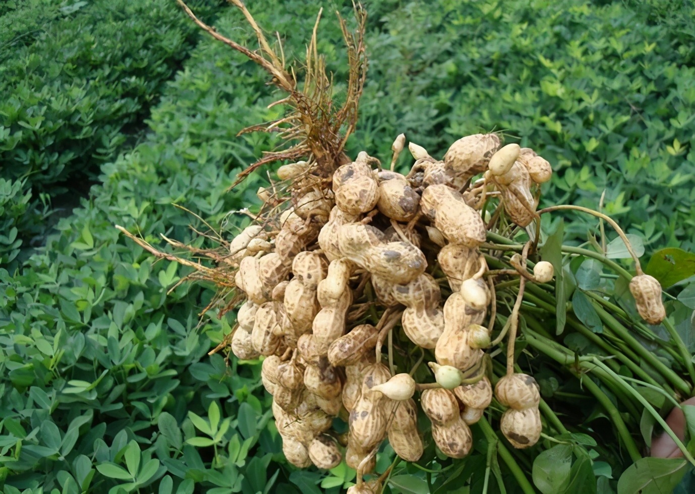 因为美，世界人民为何不爱它