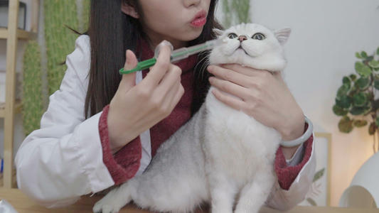 猫咪冬天保暖被,猫咪被冻着了该怎么办呀