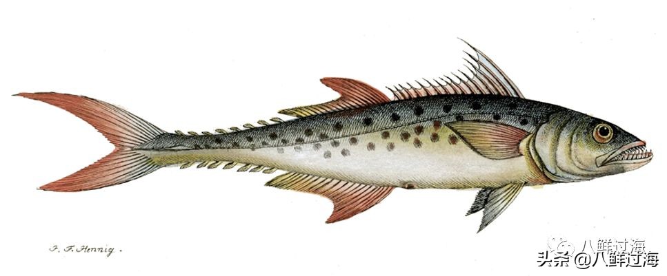 挪威青花鱼和鲐鲅鱼口感,挪威青花鱼和鲐鱼的区别