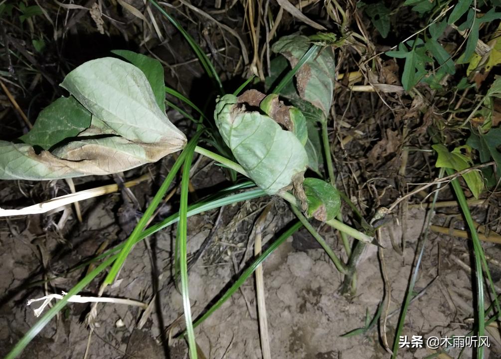 红薯大田恶性杂草图片,红薯地杂草用什么药打